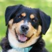 CELLON - männlich 2 Jahre 50 cm 35 kg Mini-Berner-Mix Gechipt Kastriert