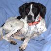 AGATHI - weiblich 1 Jahr 52 cm 13 kg Pointer Gechipt Kastriert