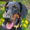 TULIO - männlich 3 Jahre 66 cm 37 kg Dobermann Gechipt